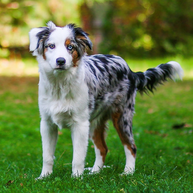 Ein Hund schaut in die Kamera