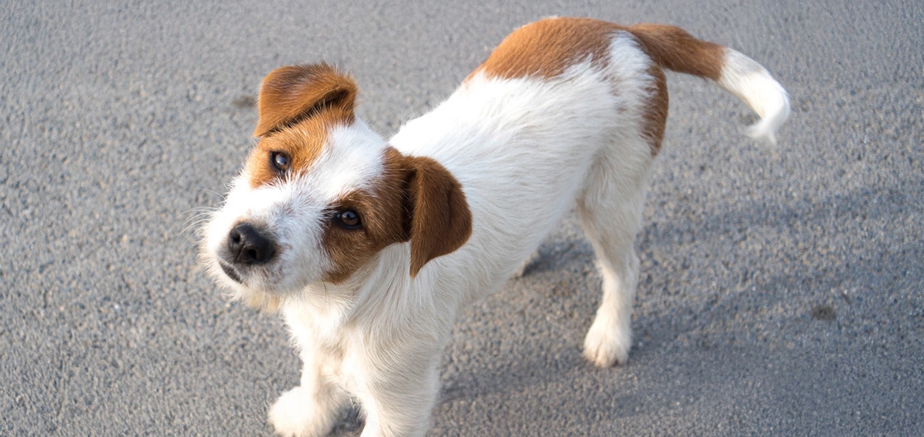 Welche Hunderasse passt zu mir?