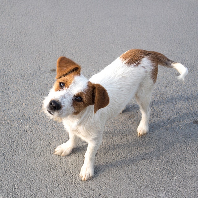 Welche Hunderasse passt zu mir?