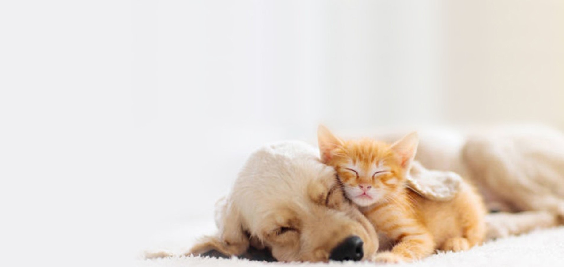 Hunderassen-Gruppen verstehen