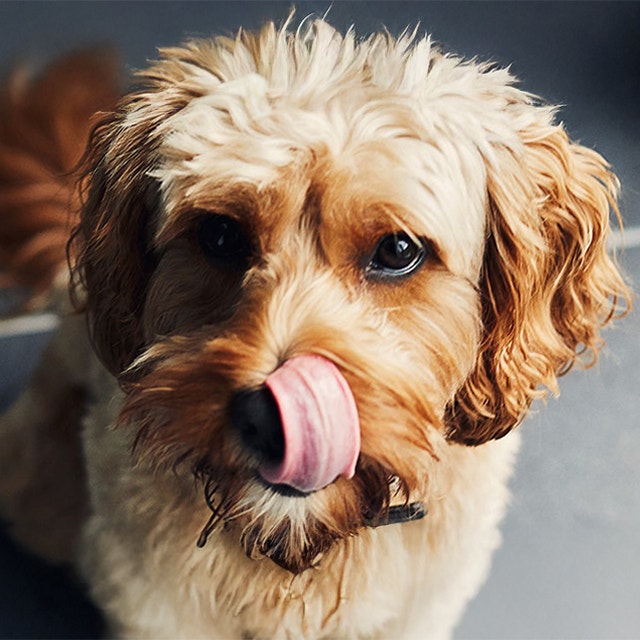 5 Tipps für neue Hunde-Eltern nach der Adoption