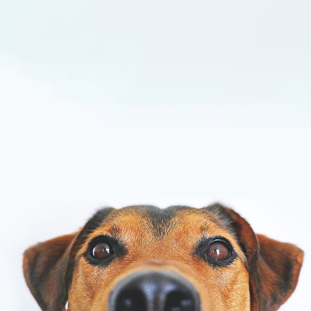 Können Sie Fakten und Fiktion unterscheiden, wenn es um Hunde in Tierheimen geht?