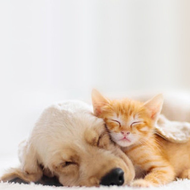 Hunderassen-Gruppen verstehen