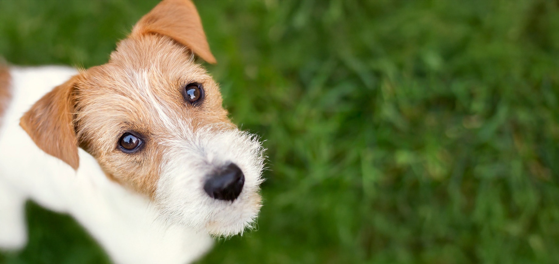 Vorurteile über Tierheimhunde