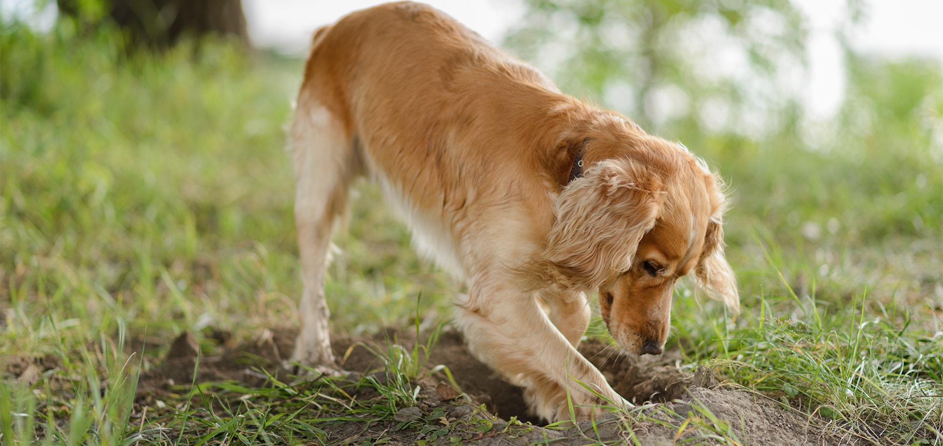 Cocker Spaniel gräbt ein Loch in den Boden