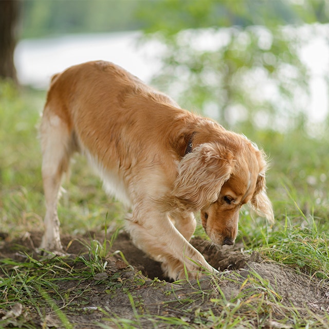 Cocker Spaniel gräbt ein Loch in den Boden