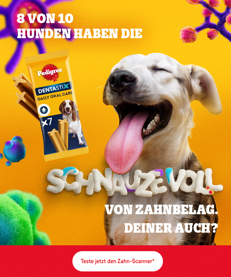 Zahnerkrankungen / Parodontalerkrankungen beim Hund