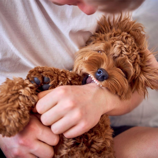 Ein Cockapoo-Welpe beißt seinem Besitzer ins Handgelenk.