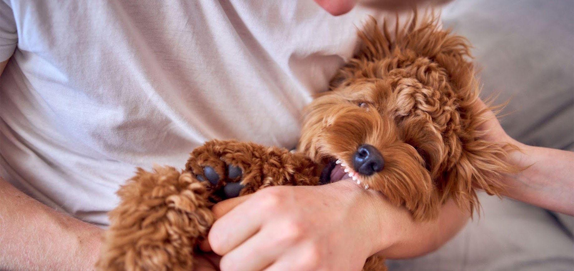Ein Cockapoo-Welpe beißt seinem Besitzer ins Handgelenk.