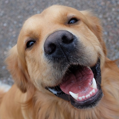 Labrador Retriever lächelt in die Kamera und zeigt seine Zähne