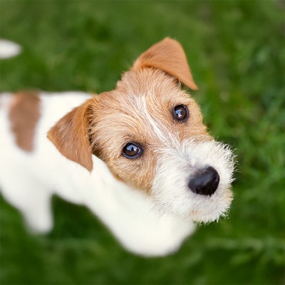 Vorurteile über Tierheimhunde