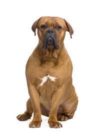 large_bordeauxdogge-0-636246627985255981.jpg
