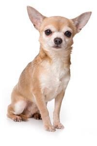 large_chihuahua-0-636246622372200981.jpg