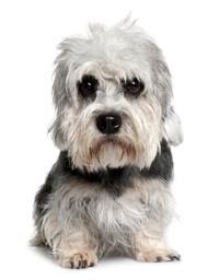 large_dandie-dinmont-terrier-0-636246626491471981.jpg