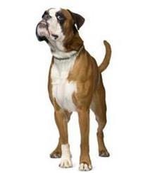 large_deutscher-boxer-0-636246620413858981.jpg