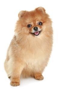 large_finnischer-spitz-0-636246629619085981.jpg