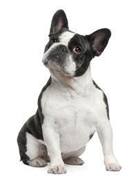 large_franzosische-bulldogge-0-636246630454765981.jpg