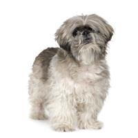 large_lhasa-apso-0-636246645144625073.jpg