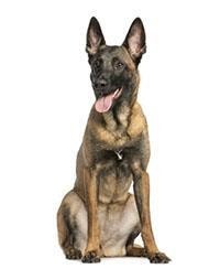 large_malinois-0-636246645850118522.jpg