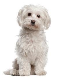 Süßer Malteser Hund sitzt aufrecht