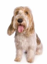 large_petit-basset-griffon-vendeen-0-636246649928390981.jpg