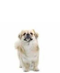 large_tibet-spaniel-0-636246656708687981.jpg
