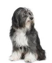 large_tibet-terrier-0-636246656897483759.jpg