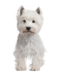 large_west-highland-white-terrier-0-636246657854762029.jpg