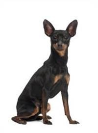 large_zwergpinscher-0-636246647145277981.jpg