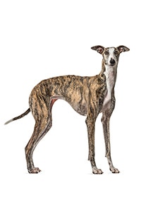 Windhund-Hunderasse