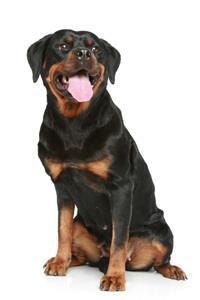 Rottweiler