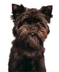 large_affenpinscher-0-636246611334237981.jpg