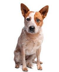 large_australian-cattle-dog-0-636246612541168981.jpg