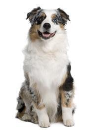 large_australian-shepherd-0-636246612774123981.jpg