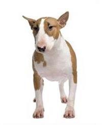 large_bull-terrier-0-636246621001243981.jpg