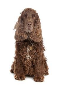 large_english-cocker-spaniel-0-636246623181461981.jpg