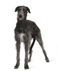 large_irish-wolfhound-0-636246638618687981.jpg