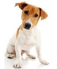 large_jack-russell-terrier-0-636246639738522981.jpg