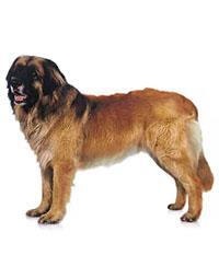 large_leonberger-0-636246644918630981.jpg