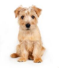 large_norfolk-terrier-0-636246647584396981.jpg