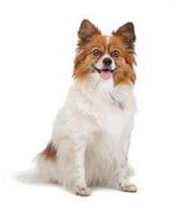 large_papillon-0-636246649122610981.jpg