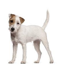 Parson Russell Terrier