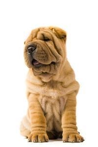 large_shar-pei-0-636246654609505981.jpg
