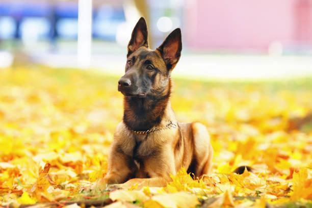 Belgischer Schäferhund