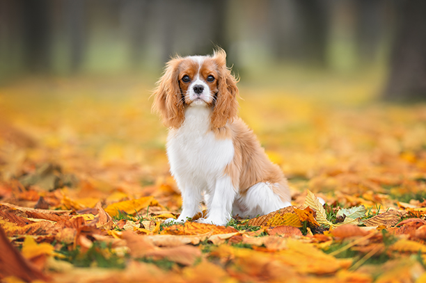 King Charles Spaniel sitzt im Herbstlaub