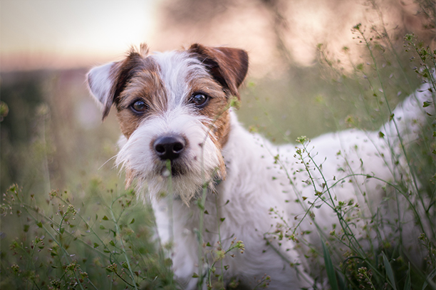 Süßer Parson Russell Terrier liegt auf weißem Hintergrund und schaut in die Kamera