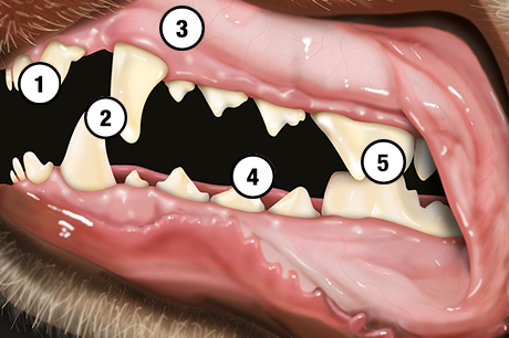 Zahnerkrankungen / Parodontalerkrankungen beim Hund