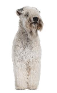 Soft coat wheaten terrier discount
