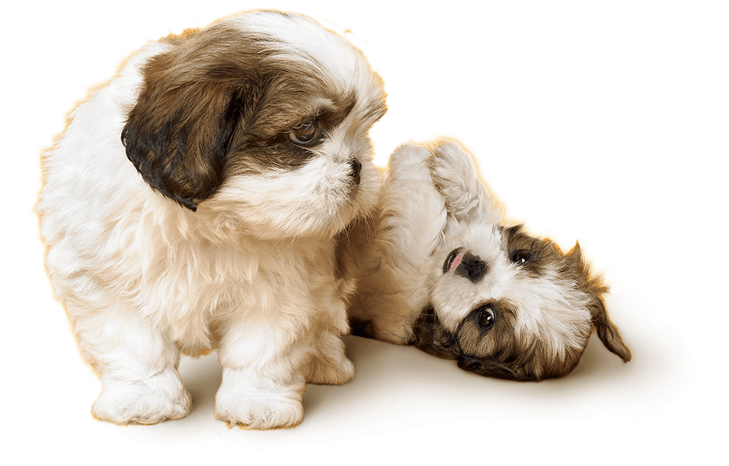 Shih Tzu Welpe