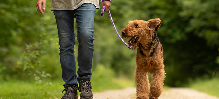 Einen erwachsenen Hund sozialisieren: Pfote für Pfote die Welt erobern